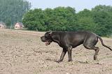 DOGUE ALLEMAND 462